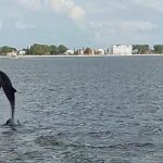 Dolphin Quest