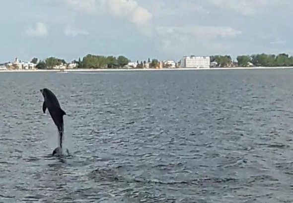 Dolphin Quest