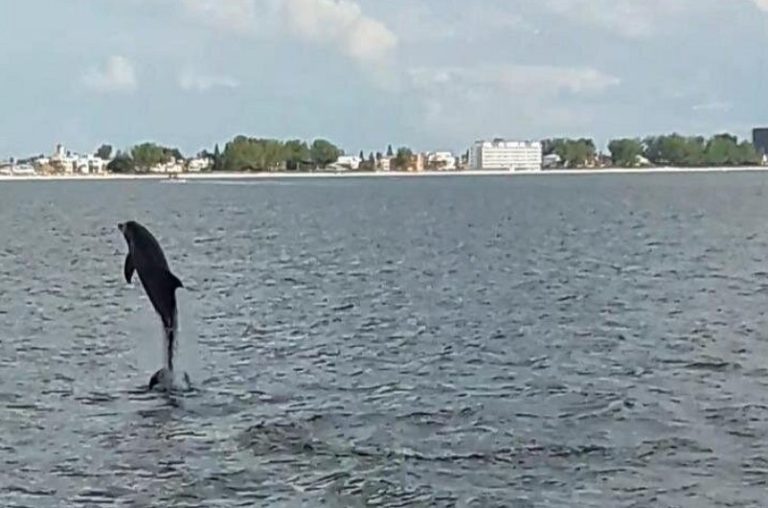 Dolphin Quest