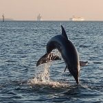 Dolphin Sightseeing