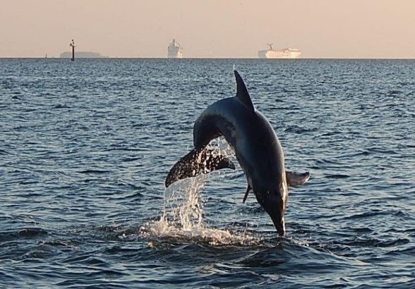 Dolphin Sightseeing