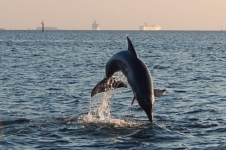 Dolphin Sightseeing