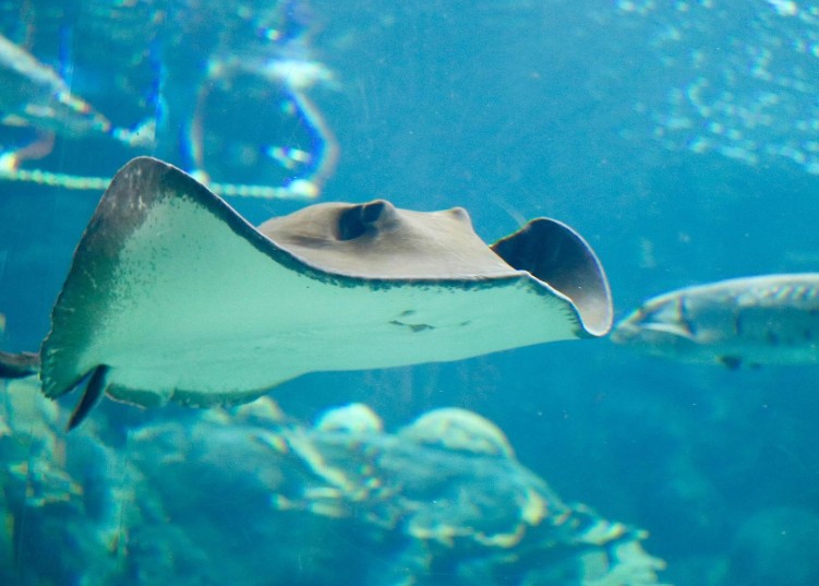 Florida Aquarium