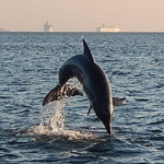 Tampa Bay Tourist