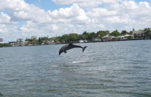 dolphin3