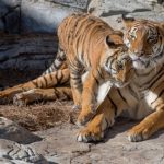 see animals