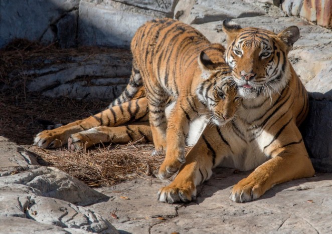 see animals